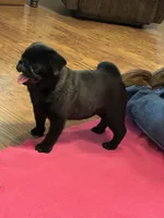Jax, a male Pug for sale in Salina, OK – 6 of 7