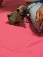 Hope, a female Pug for sale in Salina, OK – 8 of 9