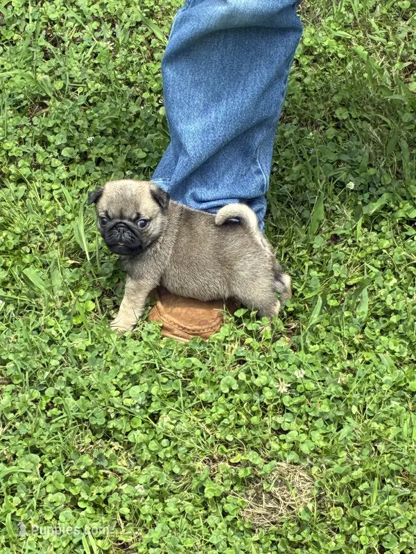 Flynn, a male Pug for sale in Salina, OK – 1 of 10