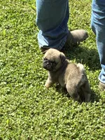 Flynn (Champions in Parents Pedigrees), a male Pug for sale in Salina, OK – 5 of 8