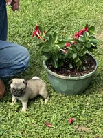 Hope(Champions in Parents Pedigrees), a female Pug for sale in Salina, OK – 2 of 10