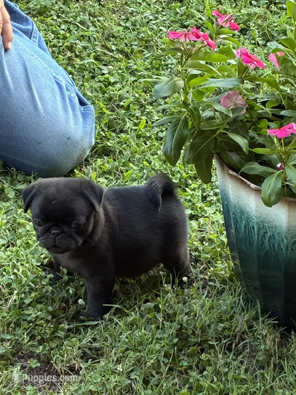 Bo (Champions in Parents Pedigrees) READY NOW – Pug puppy for sale in Salina, OK