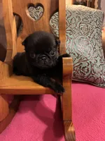 Dax, a male Pug for sale in Salina, OK – 3 of 5