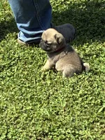 Flynn (Champions in Parents Pedigrees), a male Pug for sale in Salina, OK – 4 of 8