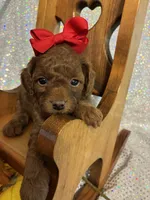 Penny (RED) in color, a female Poodle - Toy  for sale in Salina, OK – 8 of 8