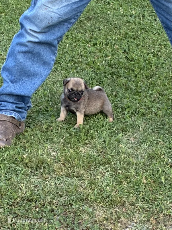 Beckett(Champions in Parents Pedigrees) READY NOW – Pug puppy for sale in Salina, OK
