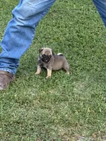 Beckett(Champions in Parents Pedigrees), a male Pug for sale in Salina, OK – 3 of 10