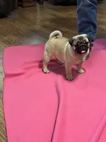 Beckett(Champions in Parents Pedigrees) READY NOW, a male Pug for sale in Salina, OK – 7 of 9