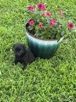 Bubbles, a female Pug for sale in Salina, OK – 6 of 10