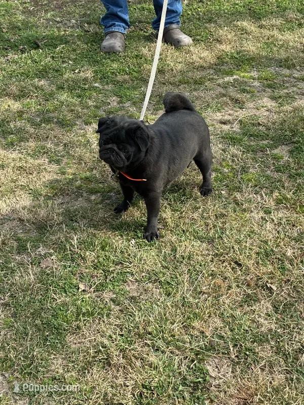 Josie, a female Pug for sale in Salina, OK – 1 of 1