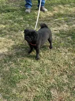 Josie, a female Pug for sale in Salina, OK – 1 of 1