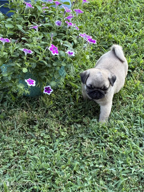 Flynn (Champions in Parents Pedigrees) READY NOW – Pug puppy for sale in Salina, OK