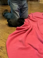 Jax, a male Pug for sale in Salina, OK – 4 of 7
