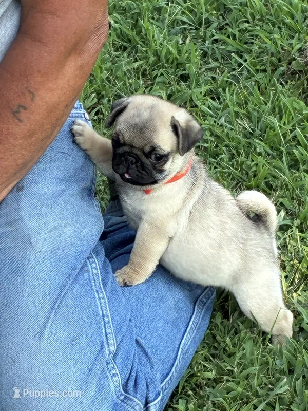 Beckett(Champions in Parents Pedigrees) READY NOW – Pug puppy for sale in Salina, OK