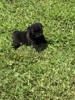 Bo (Champions in Parents Pedigrees), a male Pug for sale in Salina, OK – 5 of 8