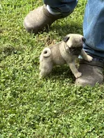 Hope(Champions in Parents Pedigrees), a female Pug for sale in Salina, OK – 6 of 10