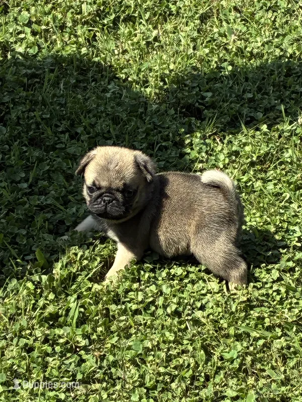Flynn (Champions in Parents Pedigrees) – Pug puppy for sale in Salina, OK