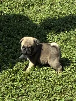 Flynn (Champions in Parents Pedigrees), a male Pug for sale in Salina, OK – 1 of 8