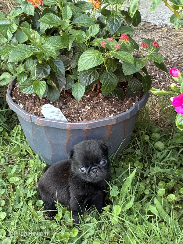 Dax – Pug puppy for sale in Salina, OK