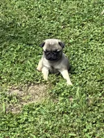 Hope(Champions in Parents Pedigrees), a female Pug for sale in Salina, OK – 10 of 10