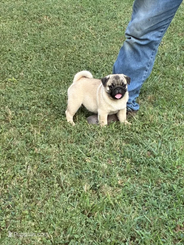 Beckett(Champions in Parents Pedigrees) READY NOW – Pug puppy for sale in Salina, OK