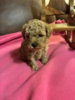 Niko - (Red), a male Poodle - Toy  for sale in Salina, OK – Photo 7 of 7
