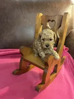 Niko - (Red), a male Poodle - Toy  for sale in Salina, OK – Photo 2 of 7