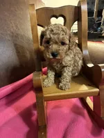 Niko - (Red), a male Poodle - Toy  for sale in Salina, OK – Photo 6 of 7