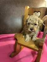 Niko - (Red), a male Poodle - Toy  for sale in Salina, OK – Photo 4 of 7