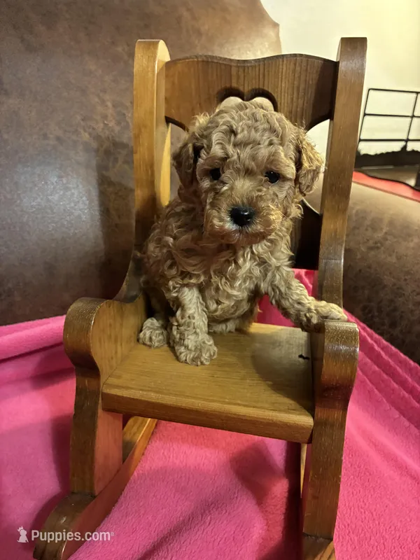 Niko - (Red) – Poodle - Toy  puppy for sale in Salina, OK