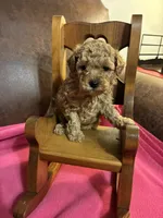 Niko - (Red), a male Poodle - Toy  for sale in Salina, OK – Photo 1 of 7