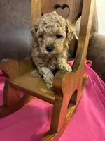 Niko - (Red), a male Poodle - Toy  for sale in Salina, OK – Photo 5 of 7