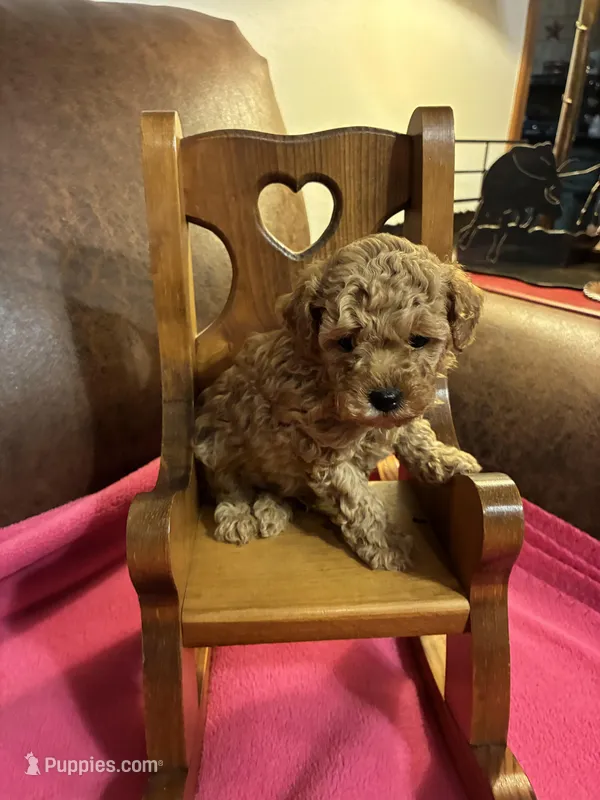Niko - (Red) – Poodle - Toy  puppy for sale in Salina, OK
