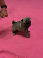 Hope, a female Pug for sale in Salina, OK – 7 of 9