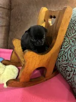 Dax, a male Pug for sale in Salina, OK – 4 of 5