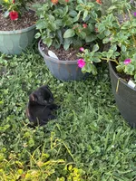 Bo, a male Pug for sale in Salina, OK – 3 of 10