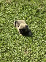 Flynn (Champions in Parents Pedigrees), a male Pug for sale in Salina, OK – 8 of 8