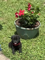 Bo (Champions in Parents Pedigrees), a male Pug for sale in Salina, OK – 8 of 8