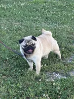 Dally, a female Pug for sale in Salina, OK – 2 of 8
