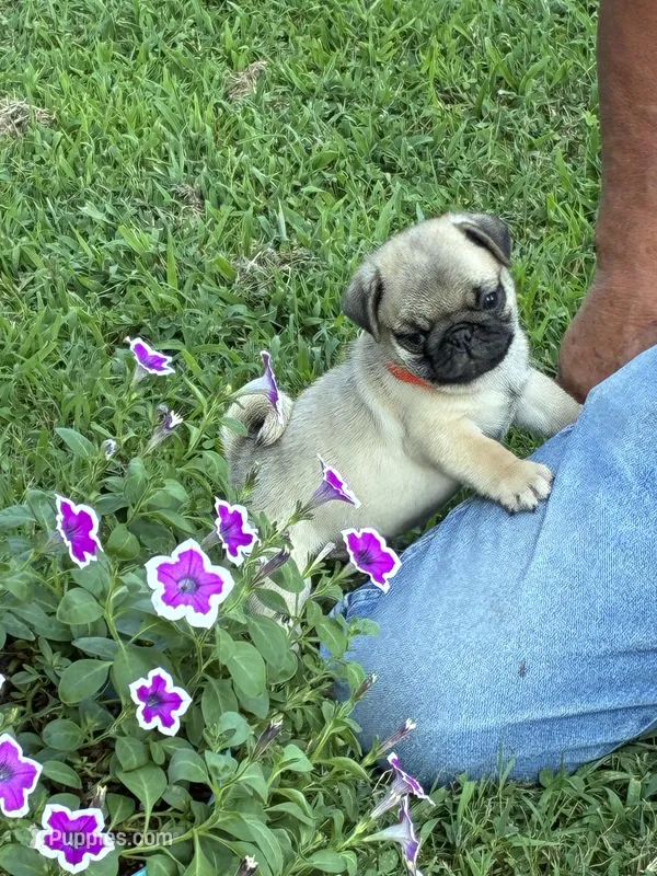 Beckett(Champions in Parents Pedigrees) READY NOW – Pug puppy for sale in Salina, OK