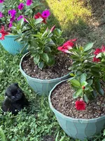 Dax, a male Pug for sale in Salina, OK – 3 of 10