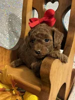 Penny (RED) in color, a female Poodle - Toy  for sale in Salina, OK – 2 of 8