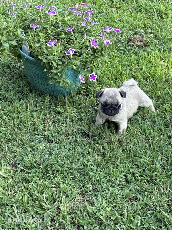 Hope(Champions in Parents Pedigrees) READY NOW – Pug puppy for sale in Salina, OK