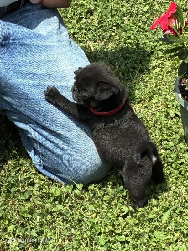 Bo (Champions in Parents Pedigrees) READY NOW – Pug puppy for sale in Salina, OK
