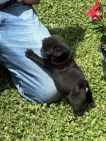 Bo (Champions in Parents Pedigrees), a male Pug for sale in Salina, OK – 2 of 8