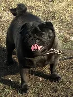 Josie, a female Pug for sale in Salina, OK – 3 of 4