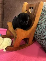 Dax, a male Pug for sale in Salina, OK – 5 of 5