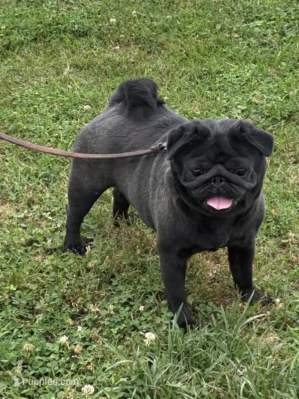 Josie – Pug puppy for sale in Salina, OK