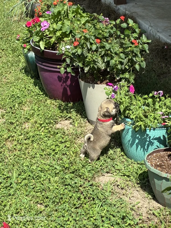 Flynn (Champions in Parents Pedigrees) READY NOW – Pug puppy for sale in Salina, OK