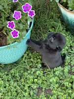 Bo, a male Pug for sale in Salina, OK – 2 of 10
